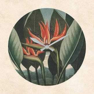 Bird of Paradise Vintage Temple of Flora Botanical