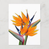 Bird of Paradise Wishing Well Message Cards (Back)