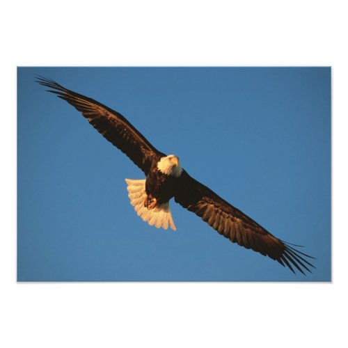 Bird of Prey Bald Eagle in flight Kachemak Photo Print