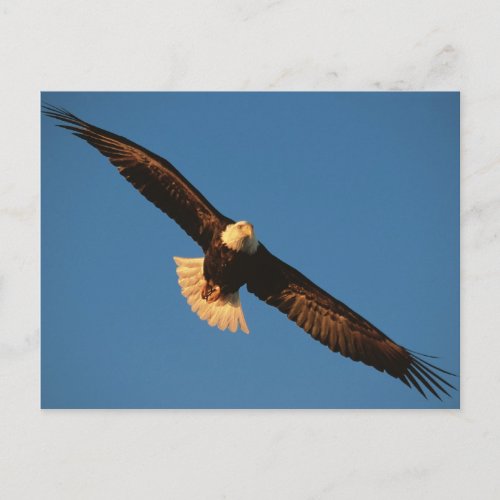 Bird of Prey Bald Eagle in flight Kachemak Postcard