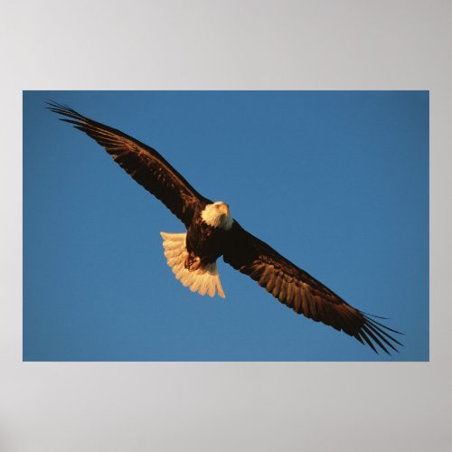 Bird of Prey Bald Eagle in flight Kachemak Poster
