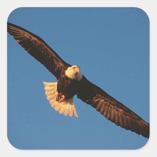 Bird of Prey Bald Eagle in flight Kachemak Square Sticker
