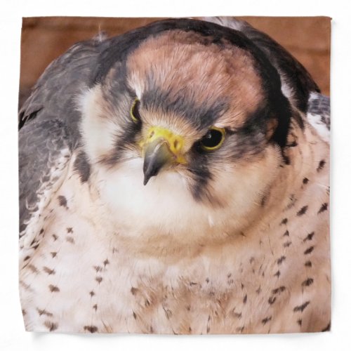 BIRD OF PREY BANDANA