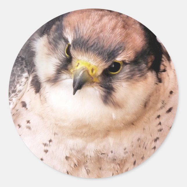 BIRD OF PREY CLASSIC ROUND STICKER (Front)