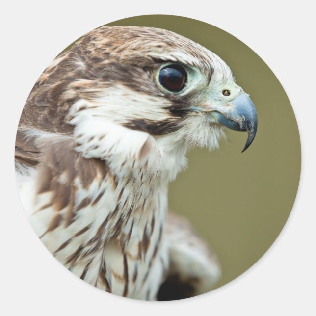 Bird of prey falcon close up classic round sticker (Front)