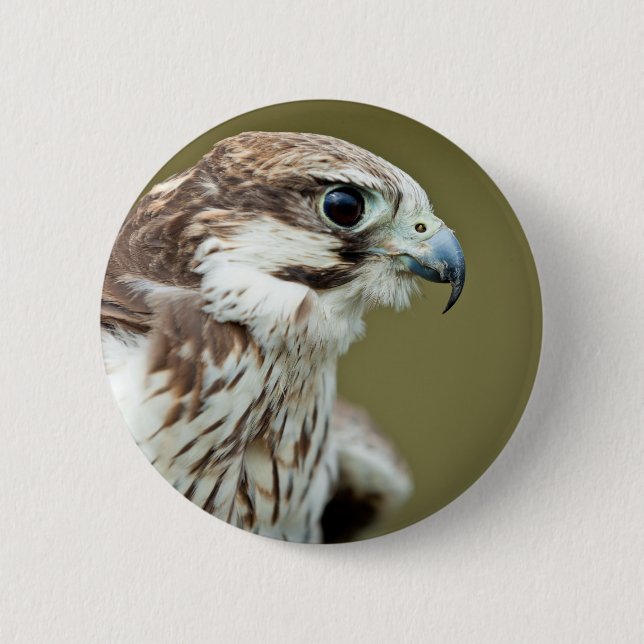 Bird of prey falcon close up pinback button (Front)