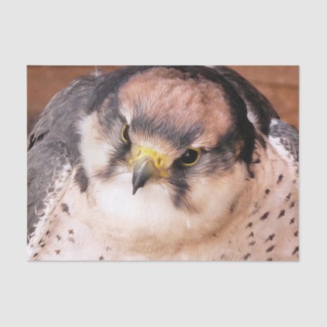 BIRD OF PREY FALCON TISSUE PAPER (Front)