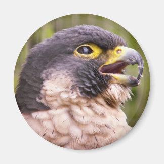 Bird of Prey Magnet
