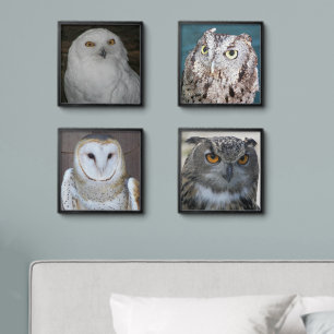 Bird of Prey Owl Photos Peel And Stick Photo Tile