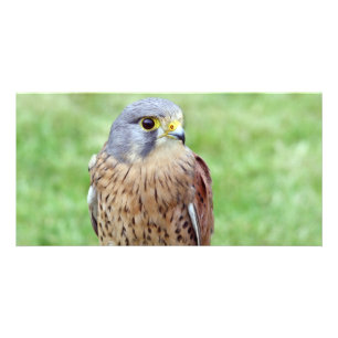 bird of prey photo card