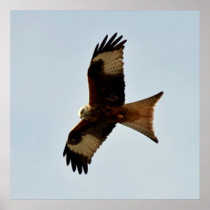 bird of prey poster