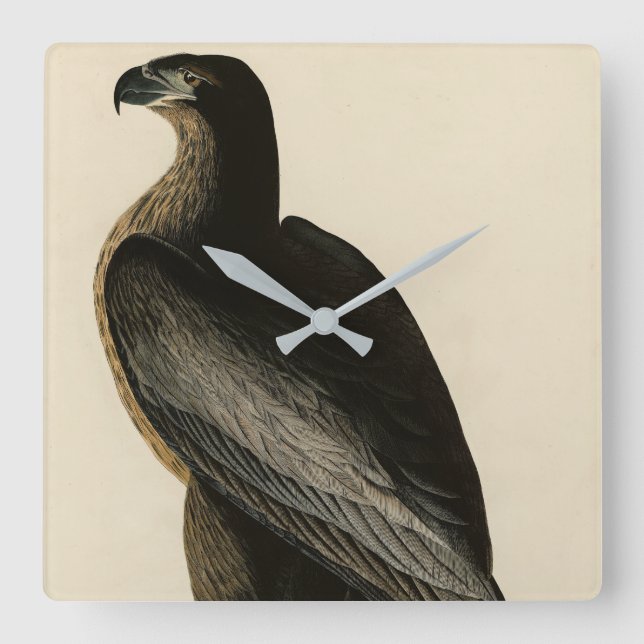 Bird of Washington from Audubon's Birds of America Square Wall Clock (Front)