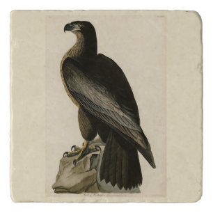 Bird of Washington from Audubon's Birds of America Trivet