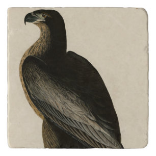 Bird of Washington from Audubon's Birds of America Trivet