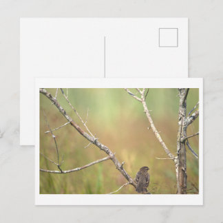 Bird on a Branch Postcard