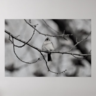 Bird on a Branch Poster