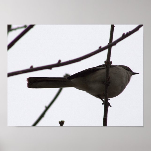 Bird on a Branch Poster (Front)