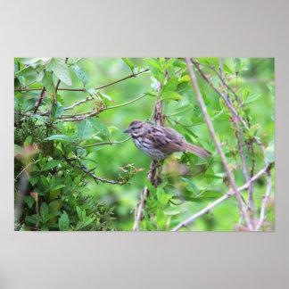 Bird on a Branch Poster