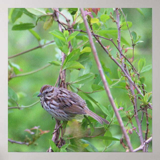 Bird on a Branch Poster (Front)
