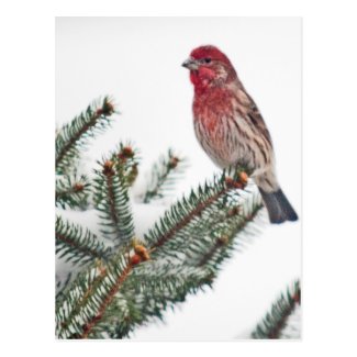 Bird on a Snowy Evergreen Postcard