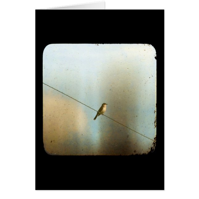 Bird on a Wire Cards (Front)