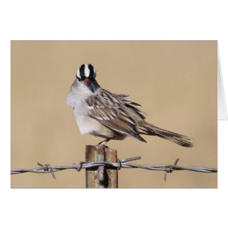 Bird On A Wire Cards