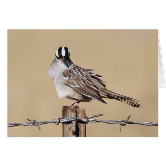 Bird On A Wire Cards (Front Horizontal)