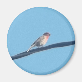 Bird on a wire magnet