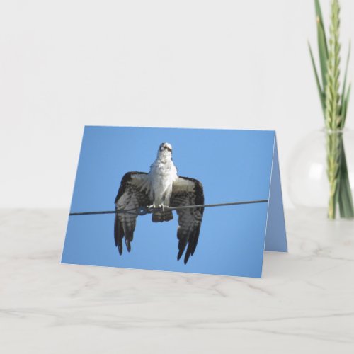 Bird on a Wire _ Osprey Greeting Card