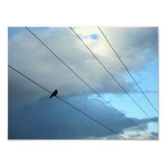 Bird on a wire photo print