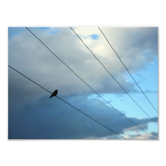 Bird on a wire photo print (Front)