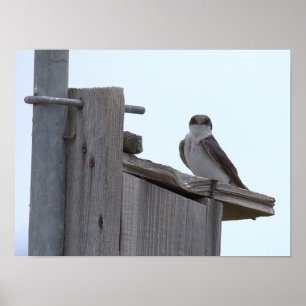 Bird on Birdhouse Poster