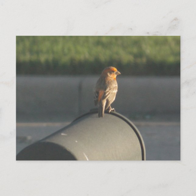 Bird on mailbox postcard (Front)