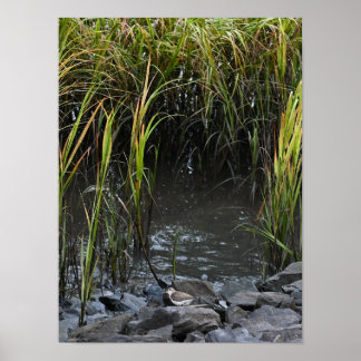 Bird on Rocks Poster