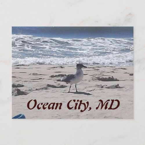Bird on the Beach Postcard