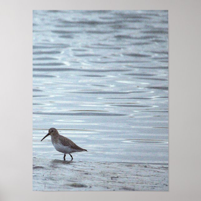 Bird on the Beach Poster (Front)