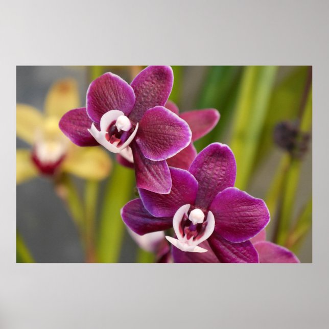 Bird Orquid Poster (Front)