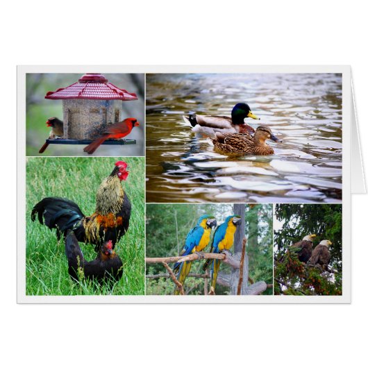Bird Pairs Collage Cards (Front Horizontal)