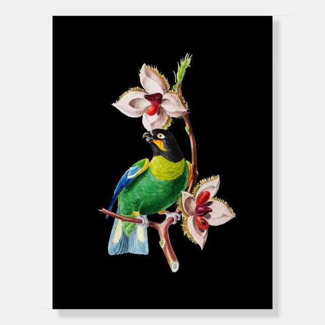 Bird Parrot Vintage Art Foam Board (Front)