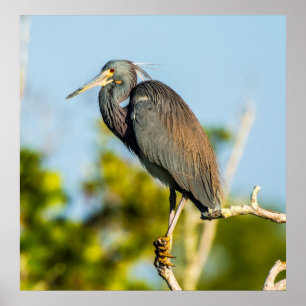 Bird Perfect 24 x 24.81 Archival Paper Poster