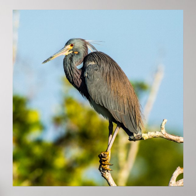 Bird Perfect 24 x 24.81 Archival Paper Poster (Front)