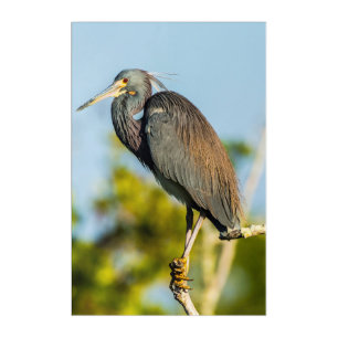 Bird Perfect 24 x 36 Acrylic Wall Art