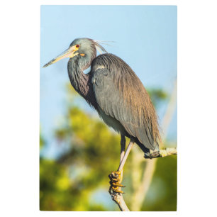 Bird Perfect 24 x 36 Metal Wall Art