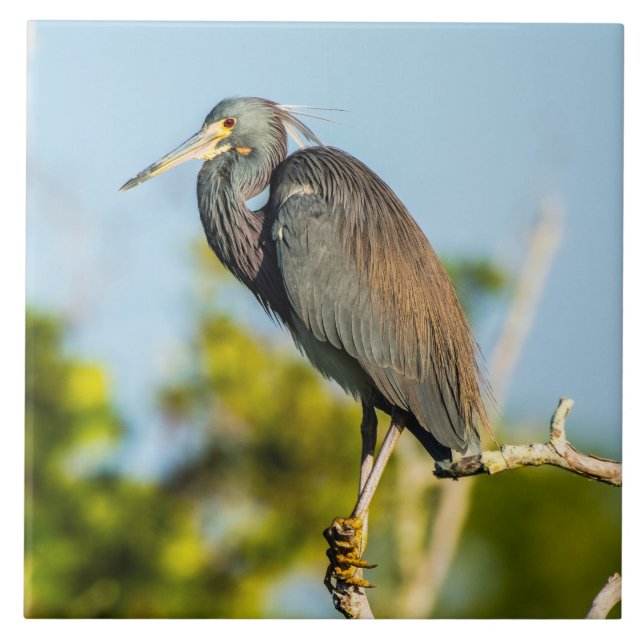 Bird Perfect Ceramic Tile Art (Front)