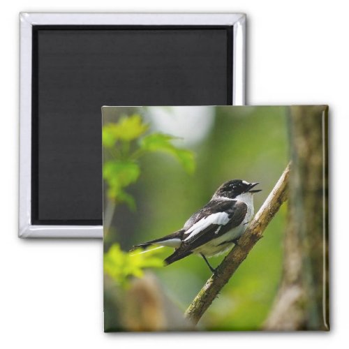 Bird PhotoCollared FlycatcherBird Lover Magne Magnet