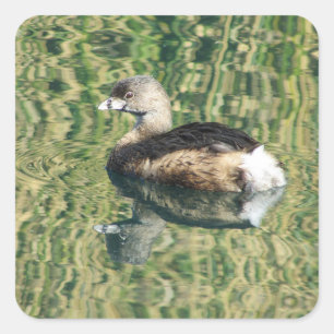 Bird Photo Little Grebe Water Reflection Nature Square Sticker