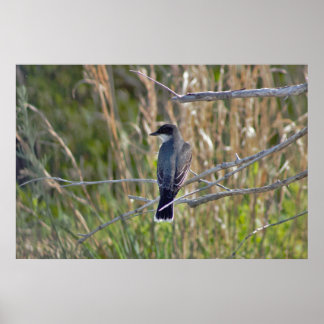Bird Photo Poster