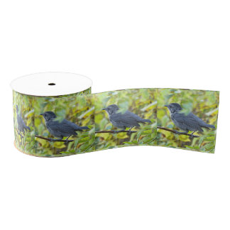  Bird Photo Ribbon