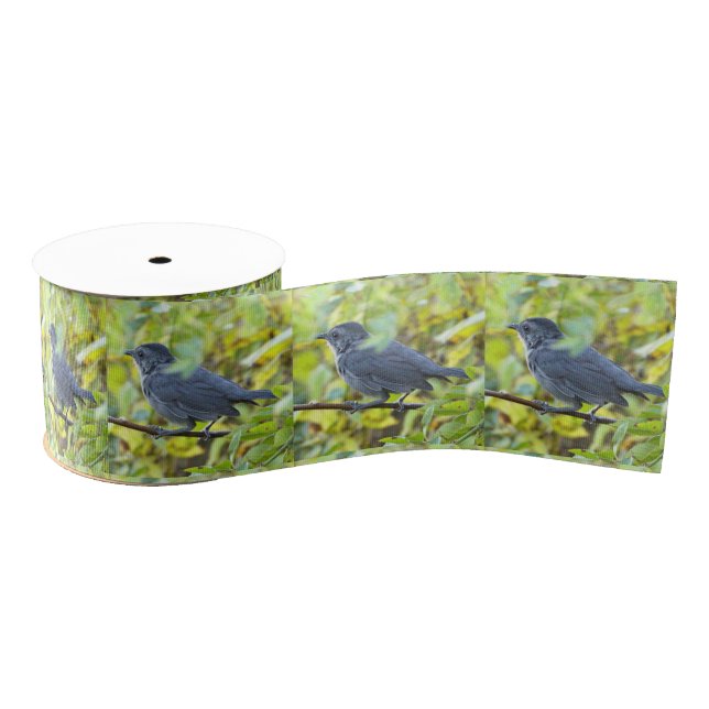  Bird Photo Ribbon (Spool)