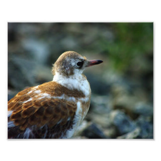 Bird Photo/Young Gull/Bird Lover Gift/ Photo Print